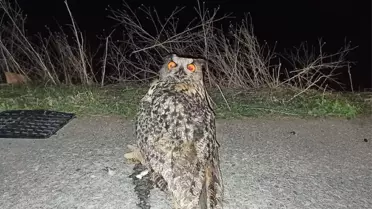 Tedavisi biten Puhu kuşu doğaya salındı