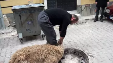 Korona virüsün defi için kurban kestiler