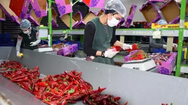 Antalya'da seralarda sebze üretimi hız kesmeden devam ediyor
