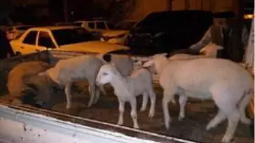 Aliağa'da çiftçinin koyunlarını gasp eden 5 kişi tutuklandı