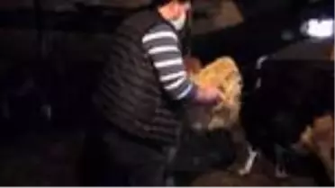 Dışarı çıkamayan yaşlı çiftin hayvanlarına muhtar bakıyor