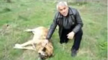 Tekirdağ'da çiftçinin köpeğini zehirlediler