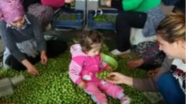 Mut'ta örtü altı eriğin kilosu 60 liradan alıcı buluyor