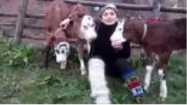 RİZE Hamdu Sena, 'Milli Dayanışma Kampanyası'na 3 buzağı bağışladı