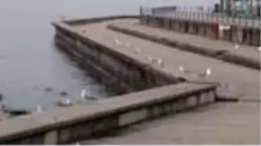 Korona virüs nedeniyle İstanbul'un sahilleri boş kaldı