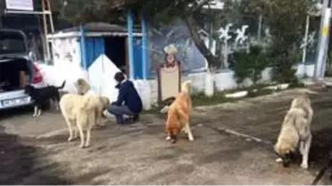 Gelibolu'da sokak hayvanları unutulmadı