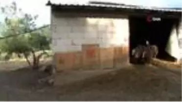 İthal East Friesian koyunların ilk kuzuları oldu...Süt kuzuları anneleriyle böyle buluştu