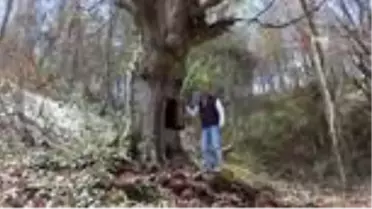 Koronavirüse karşı ağaçkakan gibi asırlık ağaca sığındı, başına iş açtı
