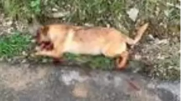 1 sokak köpeğini öldürüp, 2'sini yaralayan kişi: Eşimi kurtarmak için ateş ettim