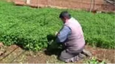 Suriye'nin sıfır noktasından tüm Türkiye'ye organik sebze gönderiliyor