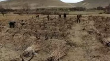 Milletvekili Arvas: 'Tarımsal ve kültürel değeri olan Erciş üzümünü yaygınlaştırıyoruz'