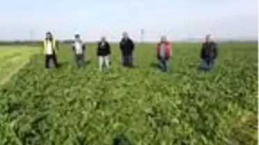 Koronavirüs talebi azalttı, ıspanak tarlada kaldı