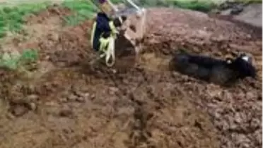 Tezek birikintisinden çıkamayan ineği itfaiye kurtardı