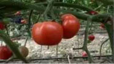 Antalyalı çiftçilerin istisna sevinci