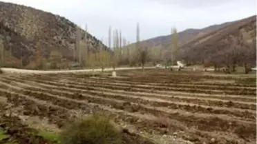Bozkır lavanta kokacak