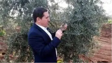 Zeytin'de pamuklu bite karşı ilaçlanma önerisi