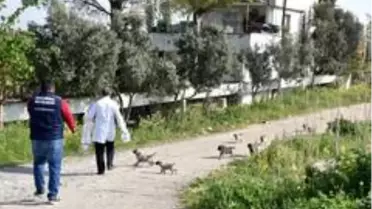 Manisa'da sokak hayvanları ihmal edilmiyor