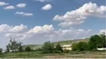 Sokağa çıkma kısıtlaması nesli tükenen Kelaynaklara yaradı