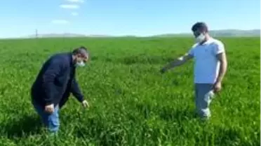 Tarım danışmanından çiftçilere hastalık uyarısı