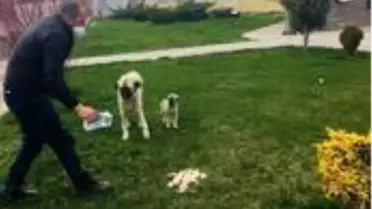 Belediyeden sokak hayvanlarına yiyecek