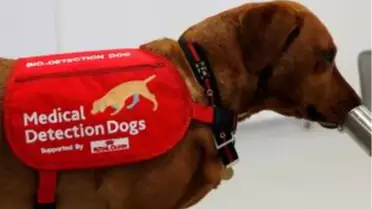 Virüs Sebepli Hastalıkların Tespitinde Tıbbi Köpekler Kullanılabilir
