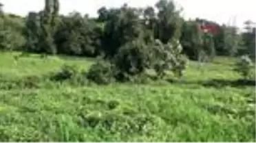 ORDU Prof. Dr. Sevgili: Daha önce görmediğimiz böcek türlerine rastlayacağız