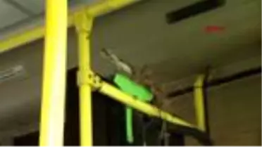 Koronavirüs nedeniyle sefere çıkmayan halk otobüslerine kuşlar yuva yaptı