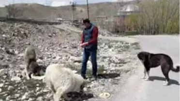 Kur'an kursu öğreticisinden sokak hayvanlarına destek