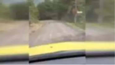 Bartın'da yola çıkan karaca kamerada