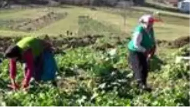 Bahar geldi, Karadenizli kadınlar tarlalara çıktı