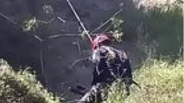 Uçurumda mahsur kalan keçiye halatlı kurtarma operasyonu