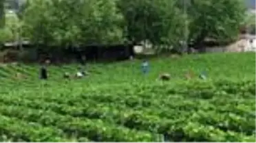 Yayladağı'nda çilek hasadı başladı