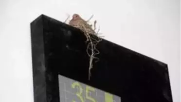 Otoparkın içine yuva yapan kuş ilgi odağı oldu