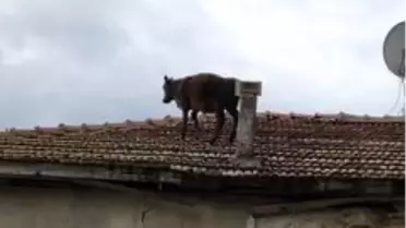 Ahırdan kaçan buzağı çatıya çıktı