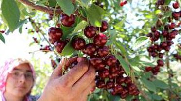 Kütahya'da yetişen vişne 'Şaphane vişnesi' adıyla tescillendi