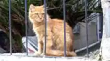 Salgın günlerinde yiyecek bulamayan kedi ve martılara mahalle imamı sahip çıktı