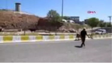 Şırnak'ta zabıtanın, başıboş inekleri toplama mesaisi