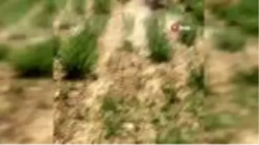 Aç kalan yaban domuzu şehir merkezindeki kekik tarlasına girdi