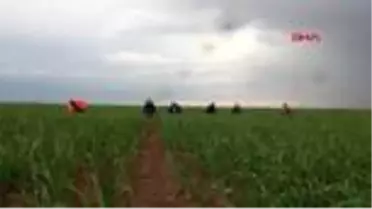 Aksaraylı çiftçiler, koronavirüse rağmen üretime devam ediyor