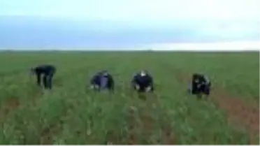 Tarımsal üretim Kovid-19 tedbirleri altında aralıksız sürüyor