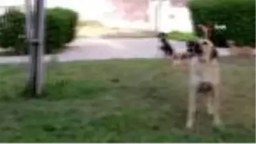 Antalya'da 5 yavru köpek ölü bulundu
