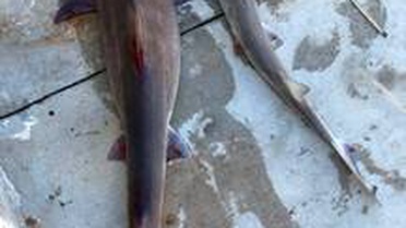 Bodrum'da balıkçı ağına iki köpek balığı takıldı