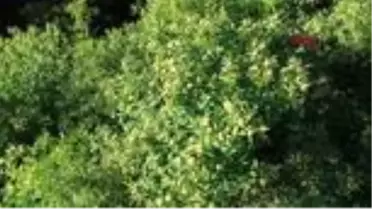 ÇANAKKALE Aşı tutarsa yöre halkına 10 milyon TL'lik ek kazanç sağlayacak -TEKRAR