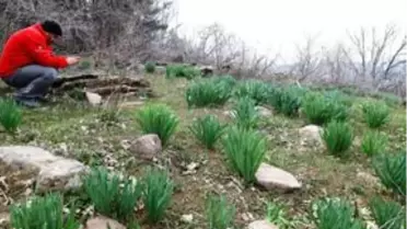 Çubuk'ta görülen 'Çiriş otu' şaşırttı