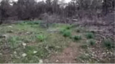Çubuk'ta görülen 'Çiriş otu' şaşırttı