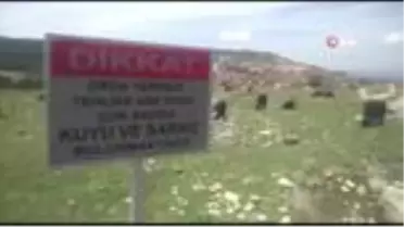 Antik kentte koyun otlatan çobandan ilginç savunma: 'Hayvan tarihi eser yemez, biz buranın bir nevi...