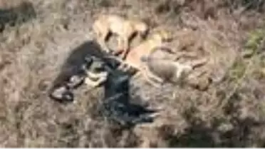 Beslediği 5 yavru köpek öldürülen hayvansever; 'Bu canlara nasıl kıydınız'