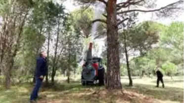 Çam fıstığında verim düşüklüğünü gidermek üzere uygulamalı çalışma