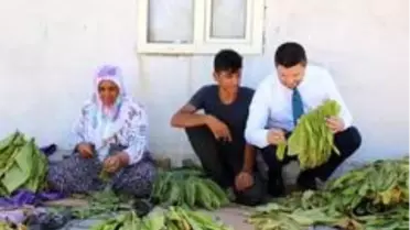 Milletvekili Toprak, tütün üreticilerine kolaylık diledi