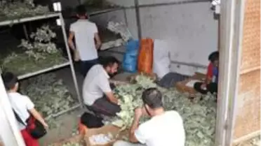 Sason'da ipek böceği yetiştiriciliği yaygınlaşıyor